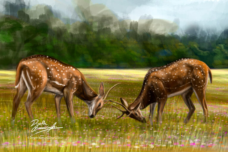 dineth-bamunusingha-deer-22