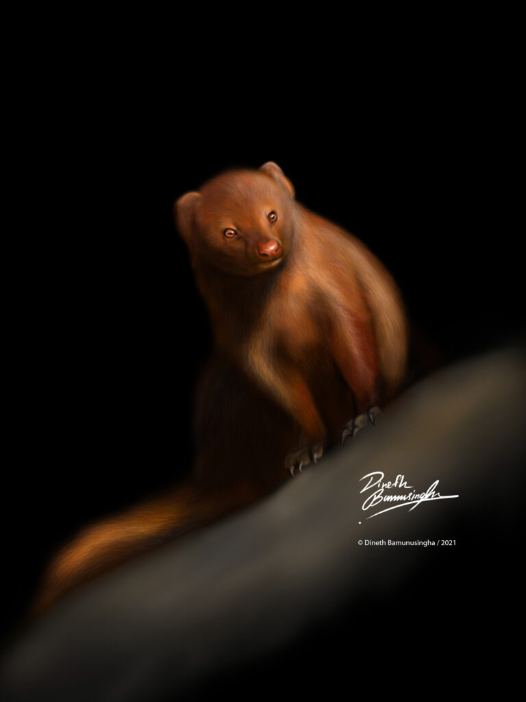 dineth-bamunusingha-mongoose-1