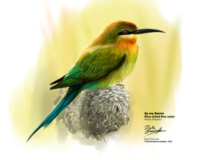 dineth-bamunusingha-ydb_art-blue-tailed-bee-eater-insta